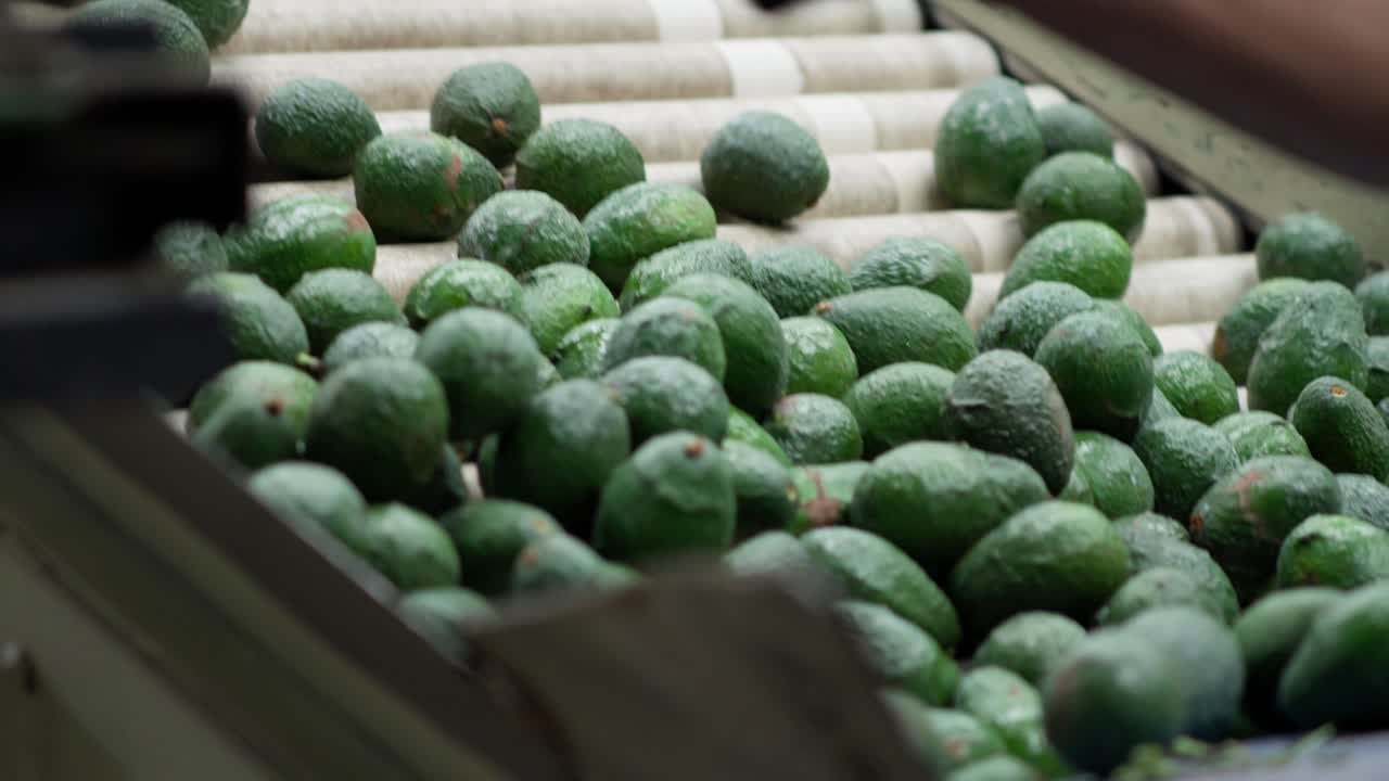 Hundreds of unripe avocados following the export chain in an industrial plant