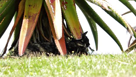 un gato de concha de tortuga hembra acostado debajo de un árbol de aloe