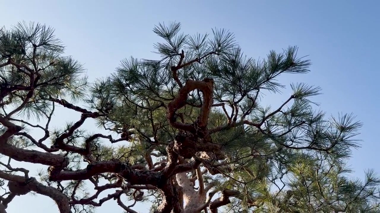 Inquadratura dal basso di rami e aghi contorti di pino giapponese sotto la luce intensa del giorno a Kanazawa