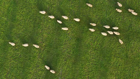 Vista-Aérea-De-Ovejas-Pastando-En-Un-Campo-De-Hierba-Verde