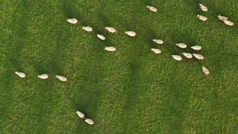 aerial view of sheep grazing in a field of green grass