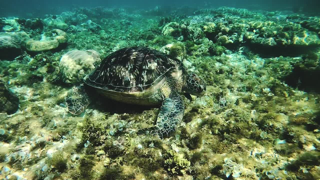 A Green Sea Turtle on a tropical coral reef in the Philippines
