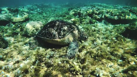 a green sea turtle on a tropical coral reef in the philippines