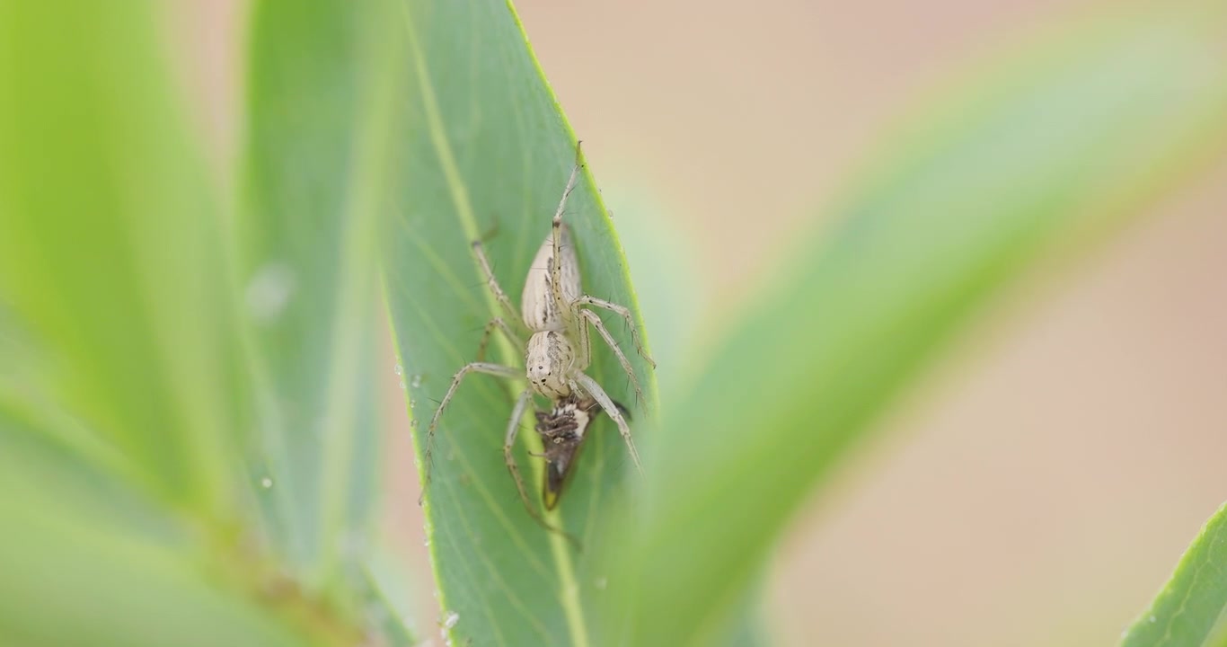 Jumping spider clutches its treehopper kill on a cold winter morning, holding tight on the leaf