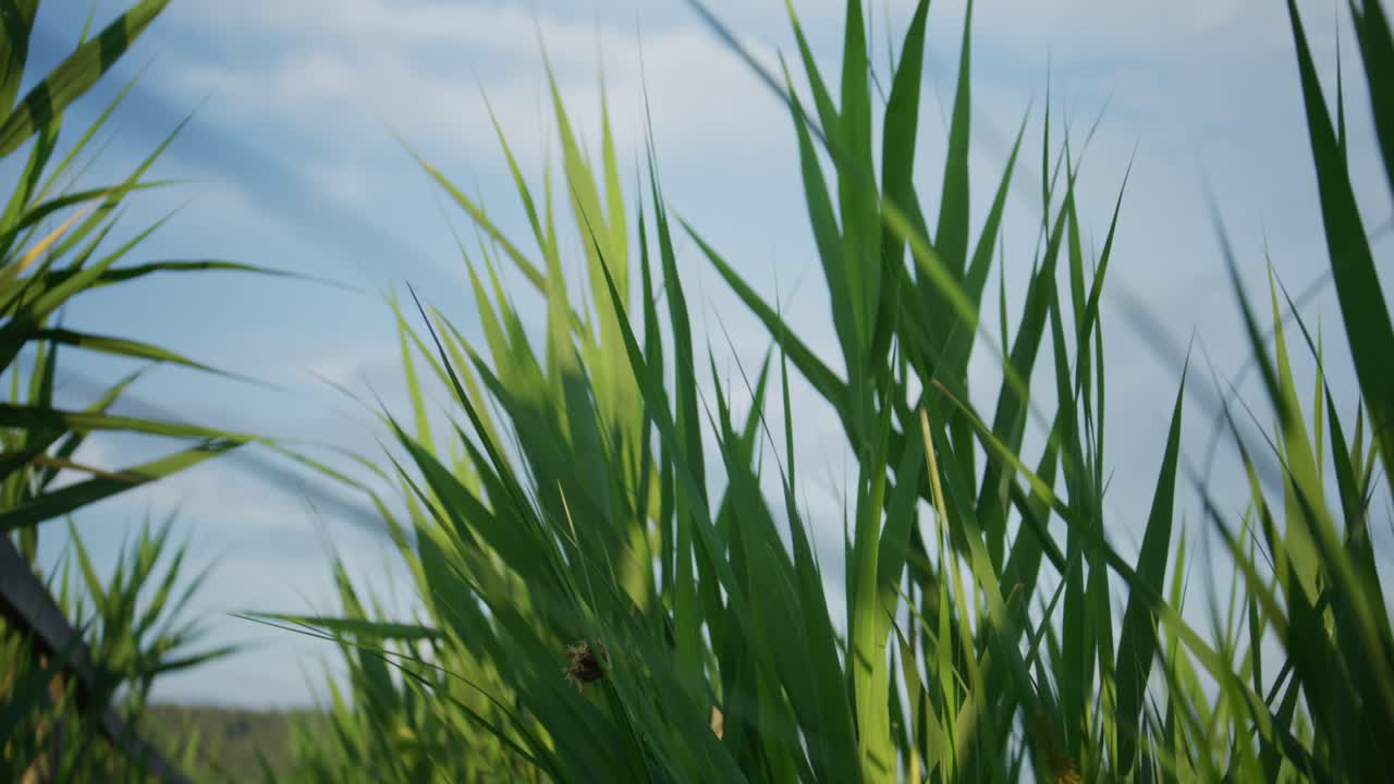 A low-angle, close-up shot of lush green grass blades swaying gently in the breeze against a bright blue sky with soft white clouds. A perfect, peaceful, and serene summer day in nature.