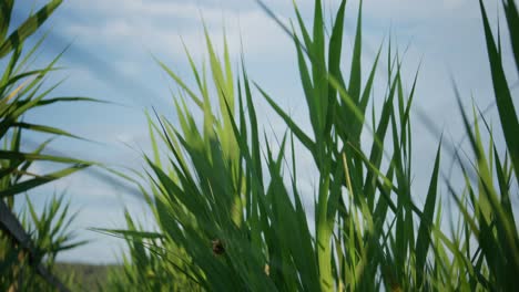 a low-angle, close-up shot of lush green grass blades swaying gently in the breeze against a bright blue sky with soft white clouds. a perfect, peaceful, and serene summer day in nature.