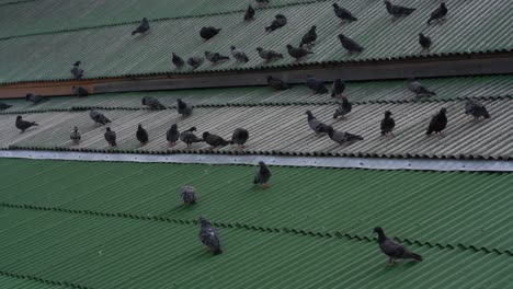 many pigeons standing on a metal green and grey roof