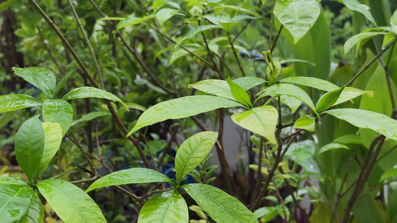 close-up captures a moment of refreshing rainfall on vibrant green foliage, water droplets cling to the surface and edges of broad, waxy leaves, with some visibly heavier drops poised to fall