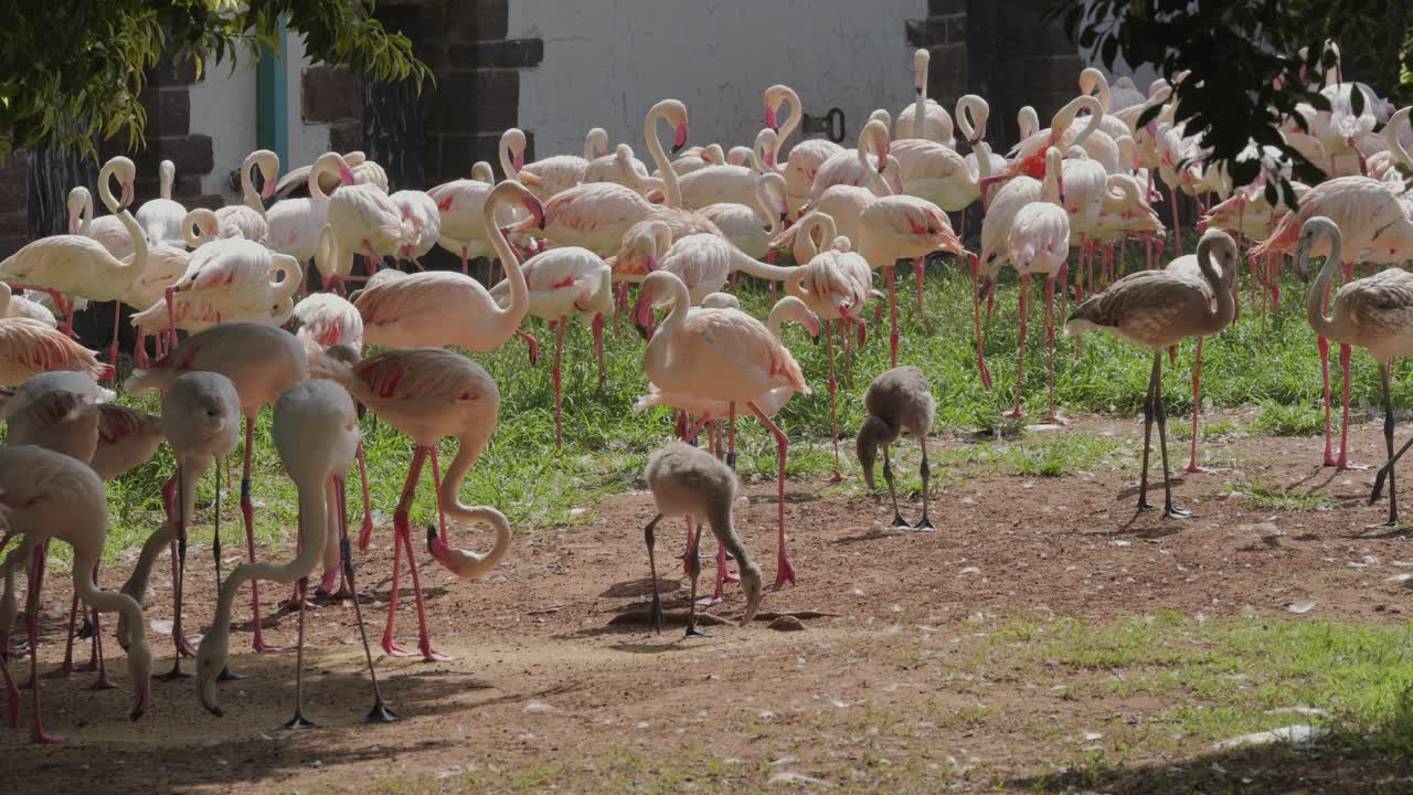 Flamingos walk in grassy area in South Africa, mixed flock of Greater and Lesser Flamingos with chicks