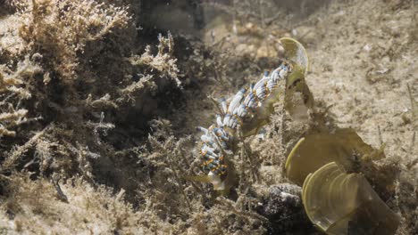 magnificent nudibranch , superb patterns and colour markings