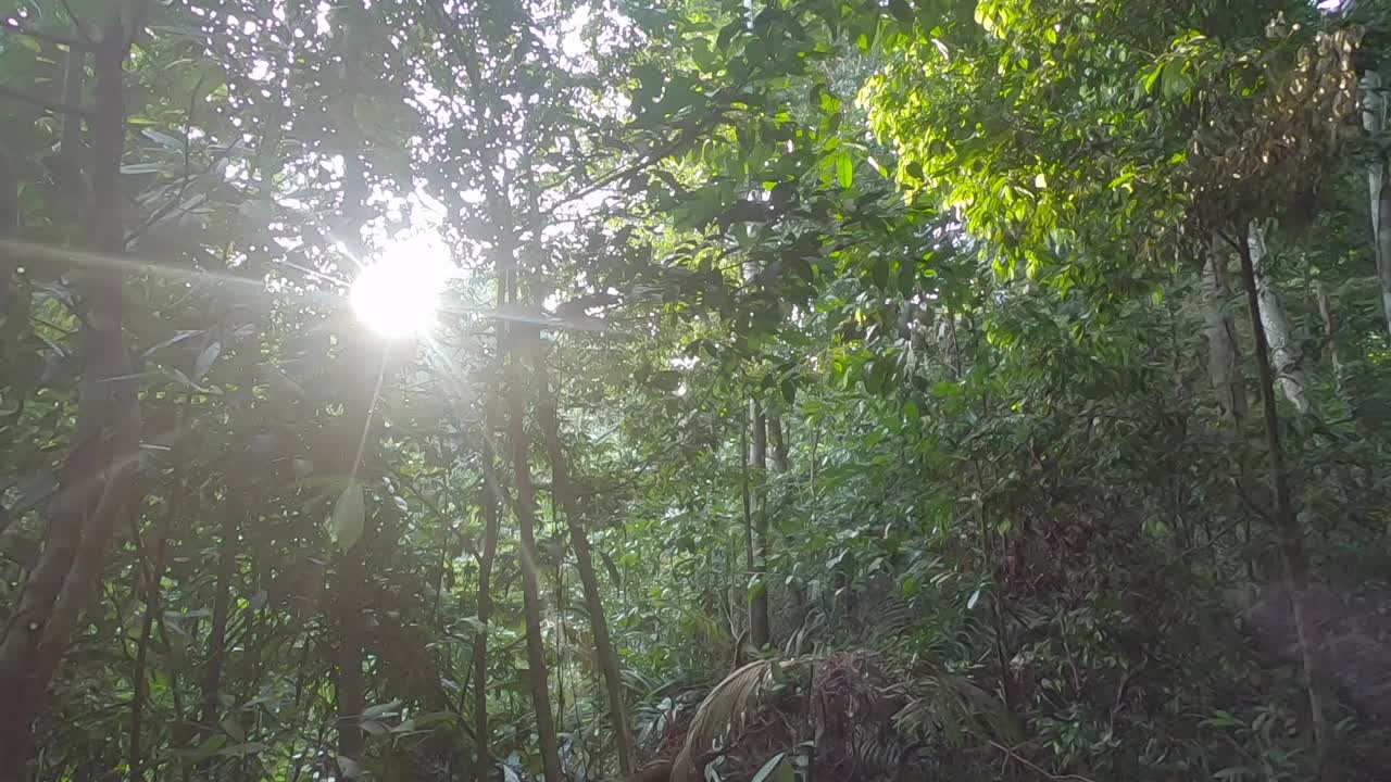 утренний солнечный свет светит по джунглям.