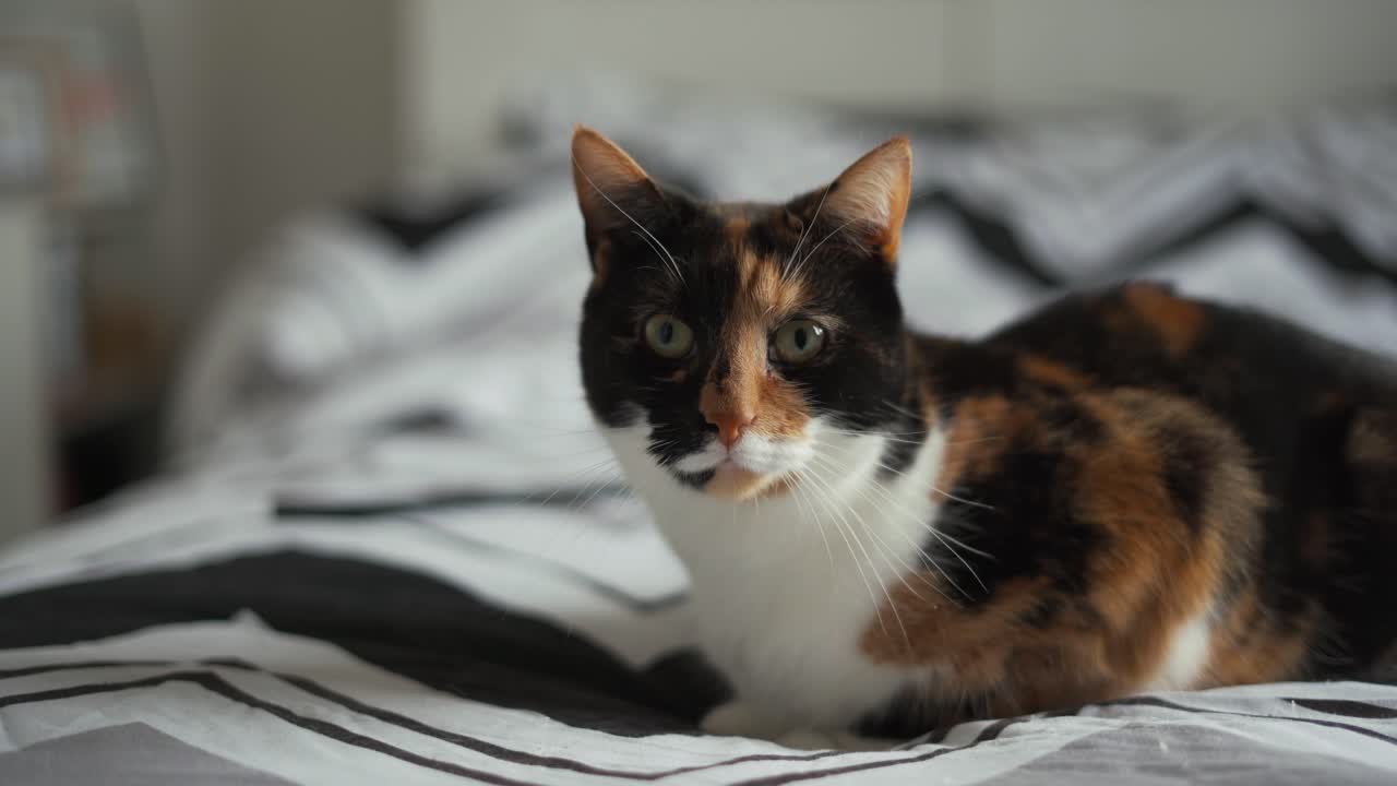 Profilo laterale di gatto sdraiato sul letto, sfondo sfocato