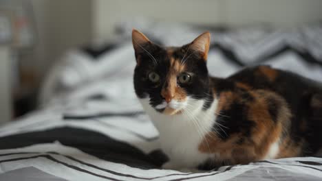 Side-profile-of-cat-laying-on-bed,-blurry-background