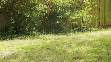 a bird explores the springtime green backyard