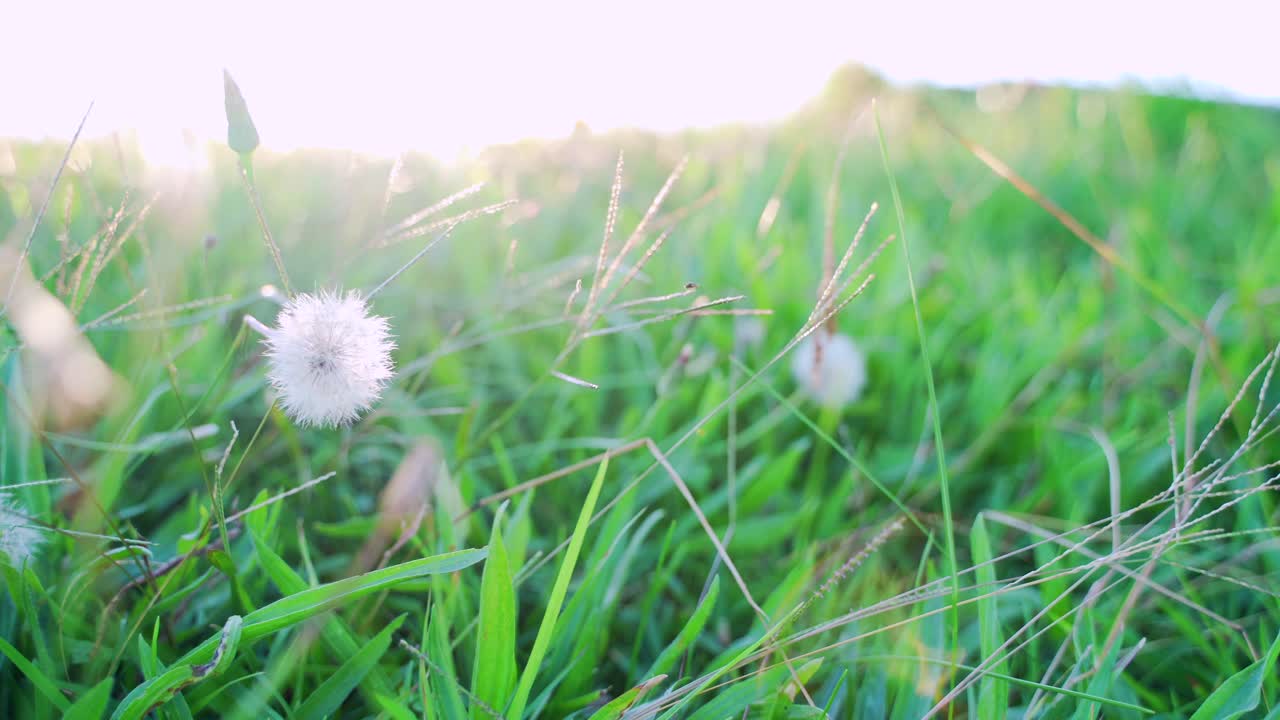 햇살에 비추는 바람과 함께 춤추다