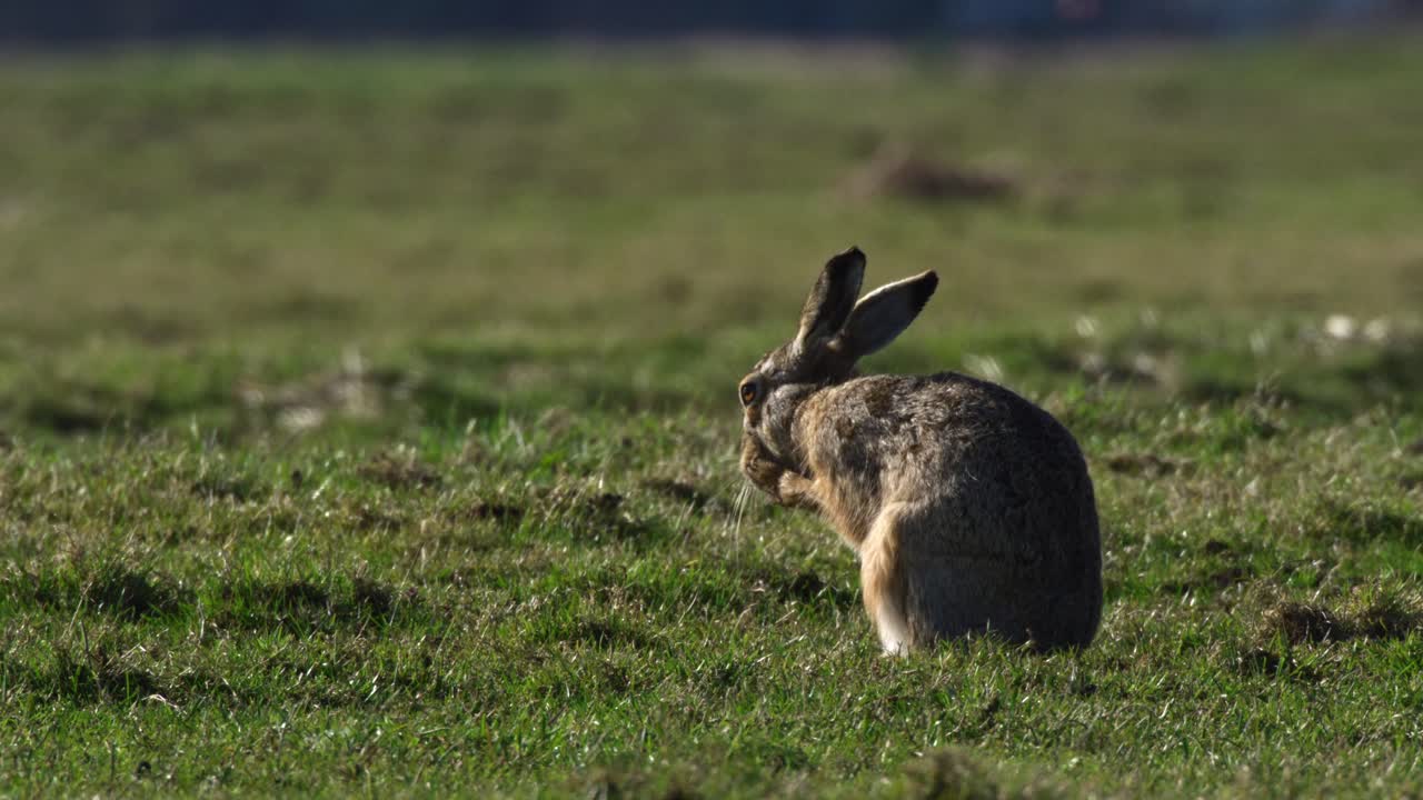 Hare in a grassy field