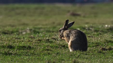 liebre en un campo de hierba