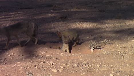 Erwachsener-Wüstenkapfuchs-Und-Zwei-Süße-Welpen-In-Der-Kalahari-Wüste