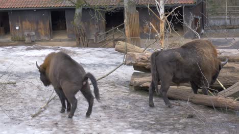 big male european bison defecating on ice