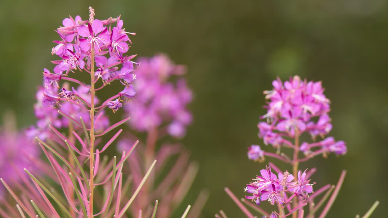 Macro camera movement reveals vibrant pink wildflowers in soft natural daylight, Highland meadow background