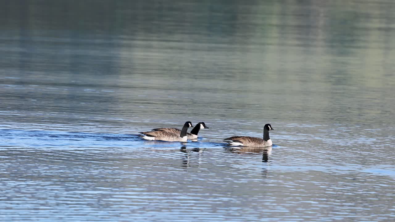 Two Canada geese glide across calm waters in Akaroa, New Zealand. Natural lighting highlights their serene movement and the tranquil environment