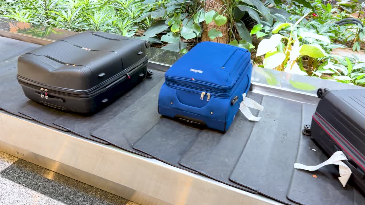 熱帯植物を背景にした空港ターミナルで、スーツケースがコンベアベルト上を流れていく。