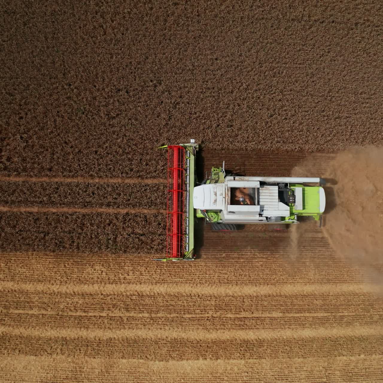 Golden field of ripe wheat is being mowed by the modern machinery. Massive combine cutting the farmland and throws hay out. Aerial view