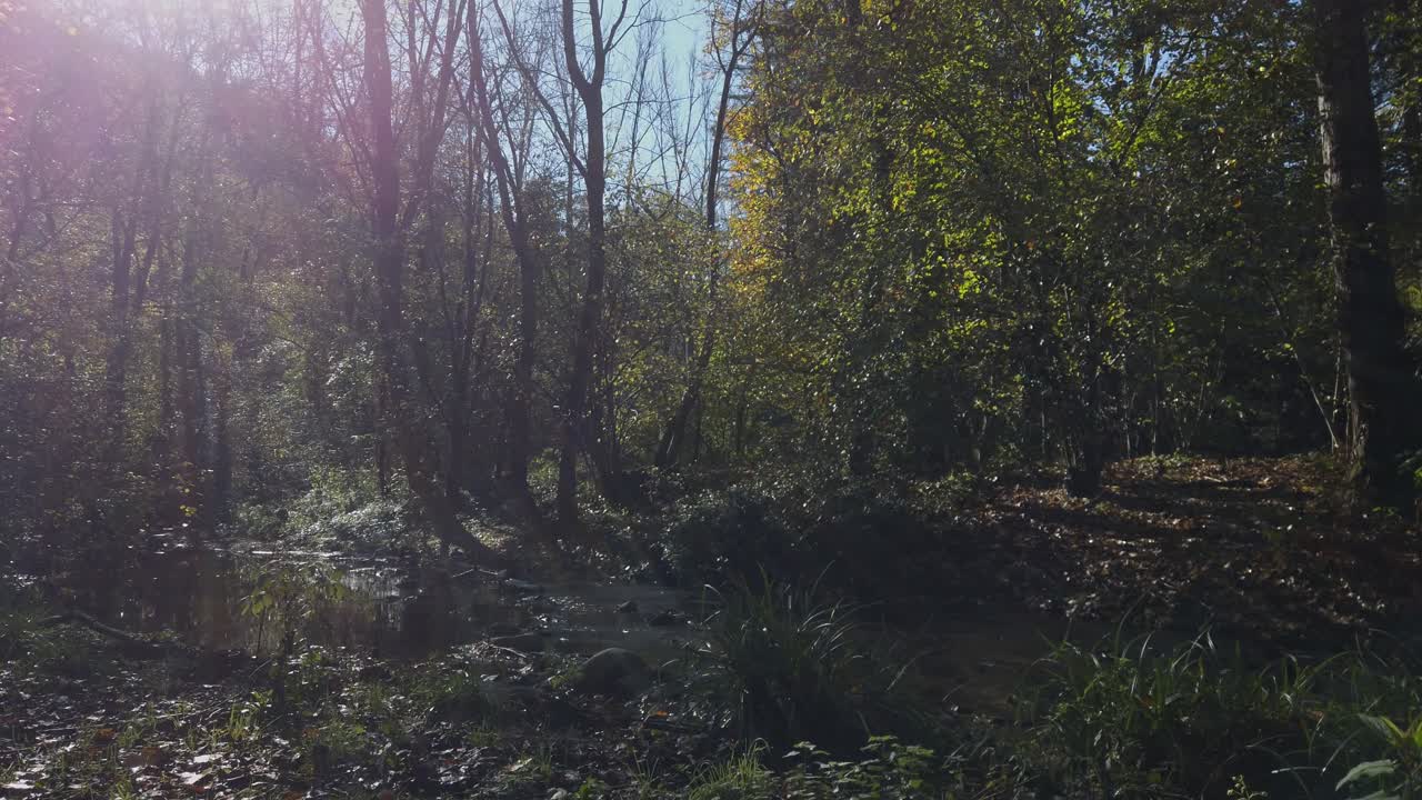 Warm golden sunlight filtering through autumn tree branches, revealing serene creek waters meandering between colorful fallen leaves in pristine woodland landscape
