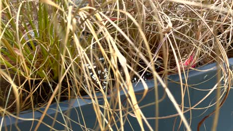 close up of flooded pot planted with fountain grass on rainy season