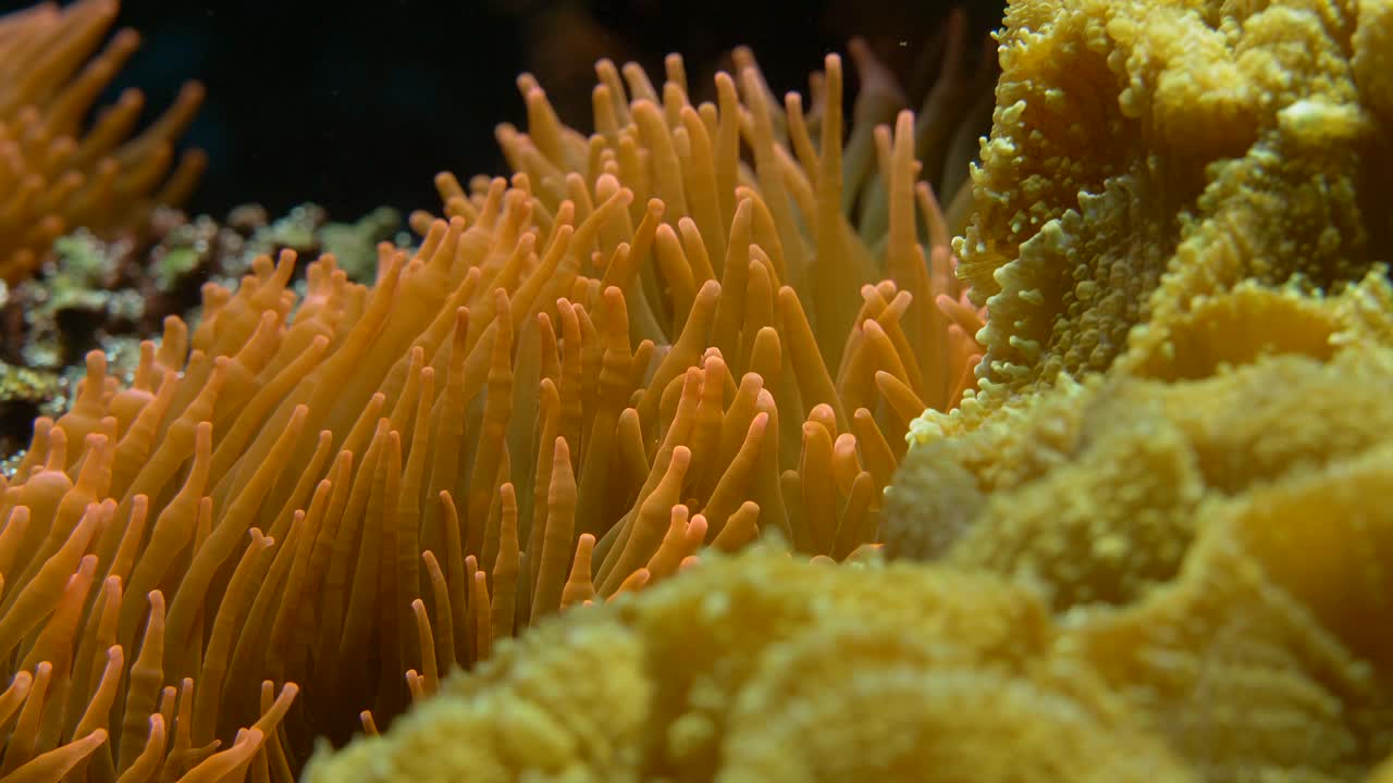 primer plano de tentáculos en movimiento de anémona de mar animal salvaje bajo el agua