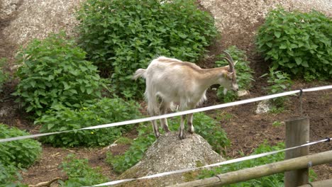 domesticated goat standing on a stone inside of an enclosure