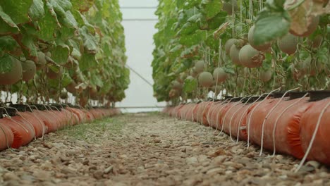 plantas de melones verdes o melones cantaloupe que crecen en el invernadero