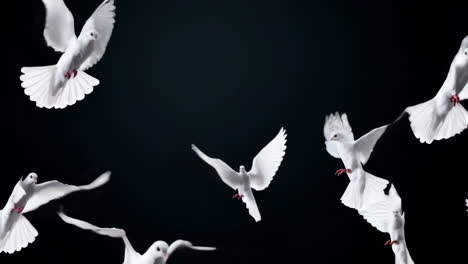 white doves in flight