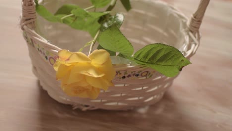 putting fresh yellow rose flowers in a basket