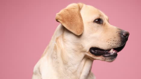 retrato de un lindo cachorro de labrador mirando hacia un lado, jadeando y sacando la lengua, poniéndose nervioso y ladrando sobre un fondo rosa en el estudio