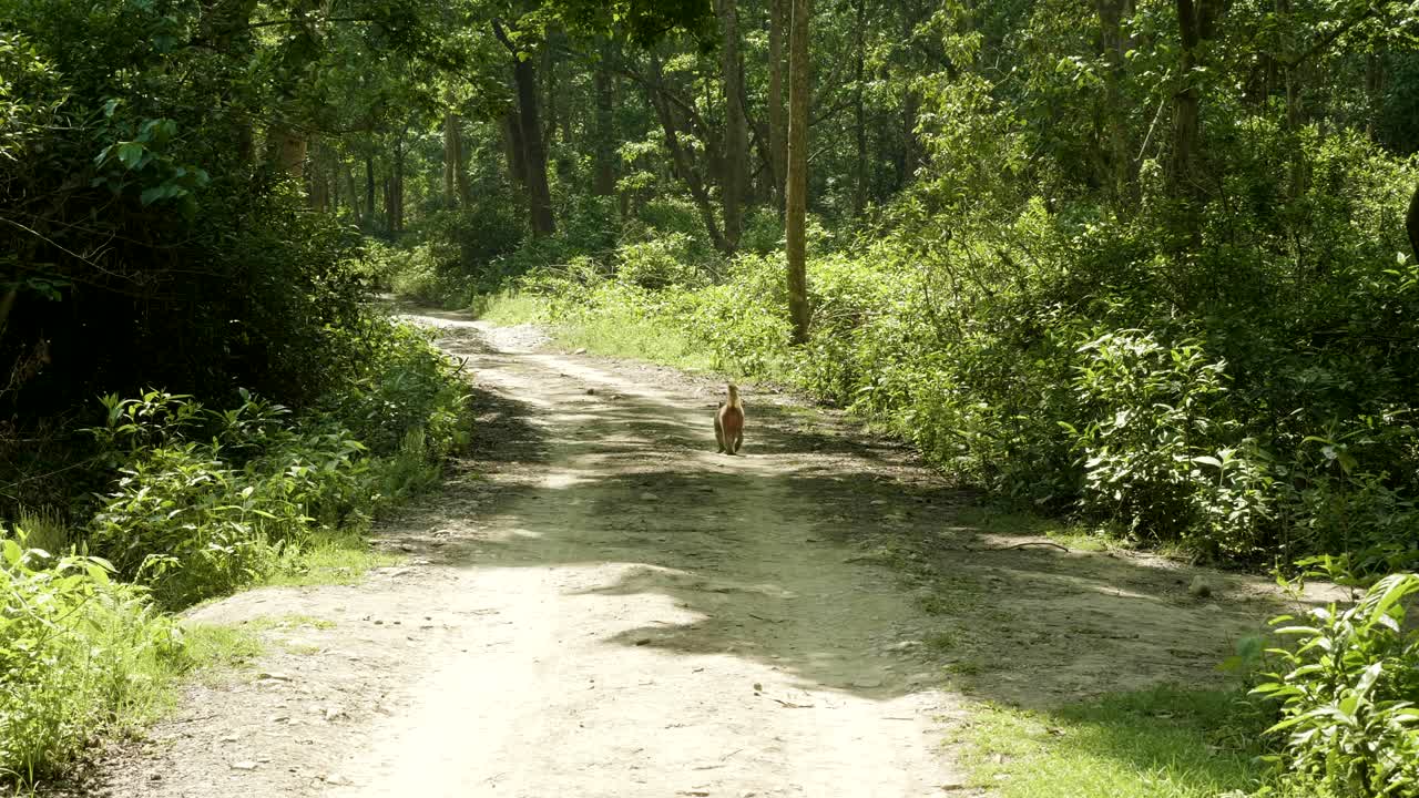 원이는 열대우림의 길을 고 있습니다.