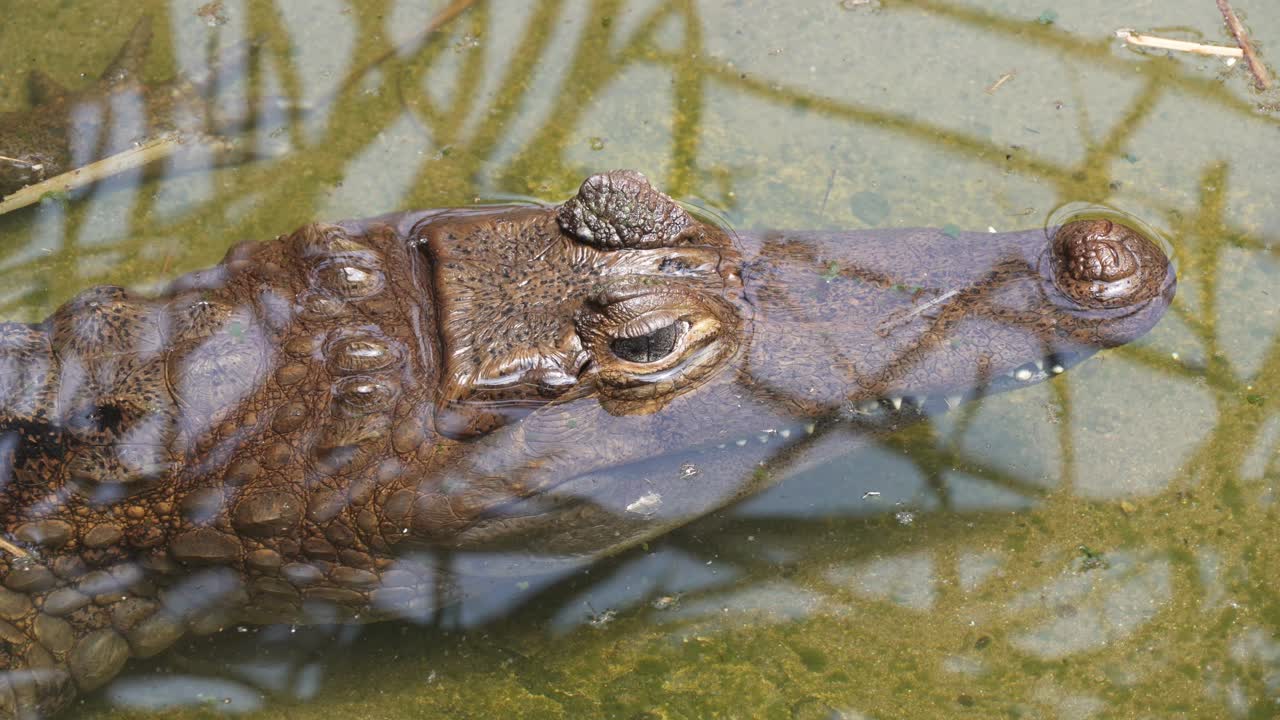 primer plano de caiman headshot, parpadeando bajo el agua en su hábitat soleado