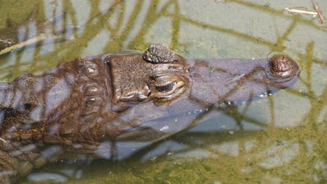 Close-up-of-Caiman-headshot,-blinking-underwater-in-its-sunny-habitat