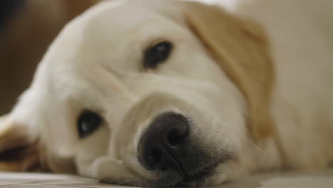 sleepy golden retriever