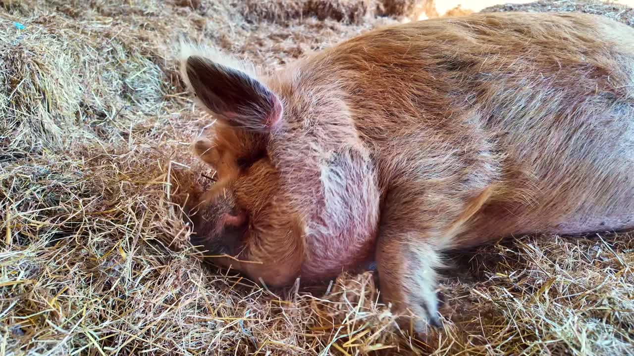 Large brown pig resting in bed of straw, farm animal in barn, for agriculture or rural life content. Close-up