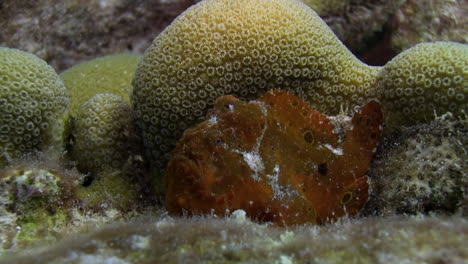 a red frogfish is waiting behind healthy coral in the caribbean sea for his prey