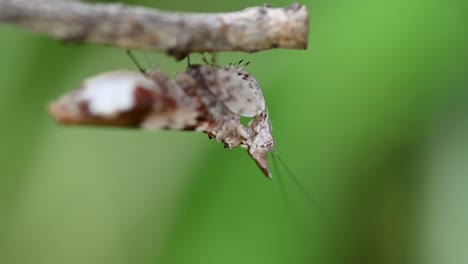 praying mantis standing still hanging from under a branch moving his antenna and mouth