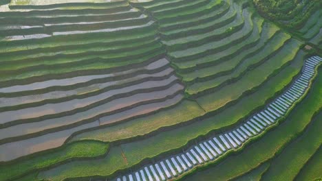 Tiro-De-Drones-En-órbita-De-Una-Pequeña-Planta-De-Arroz-Joven-Que-Se-Plantó-En-El-Campo-De-Arroz-En-Terrazas-Inundado