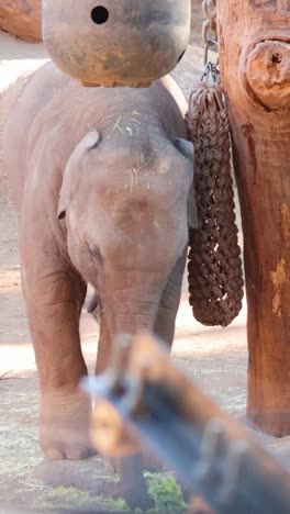 young elephant interacting with enrichment object