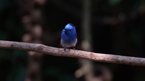 Mirando-Hacia-La-Derecha-Mientras-Gorjea-Mientras-La-Cámara-Se-Aleja,-Monarca-De-Nuca-Negra-Hipothymis-Azurea,-Macho,-Tailandia