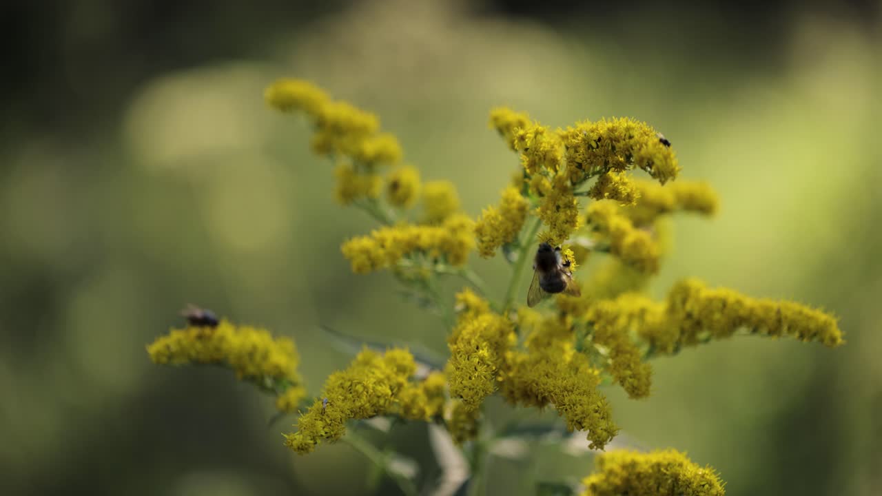 Close-Up of Bee Drinking Nectar from Plant, Sunny Summer Day, 4K
