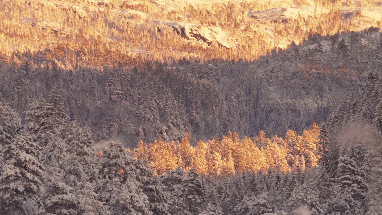 bosque sombreado en la montaña con densos árboles de coníferas