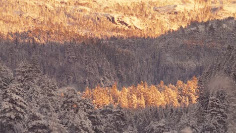 Bosque-Sombreado-En-La-Montaña-Con-Densos-árboles-De-Coníferas