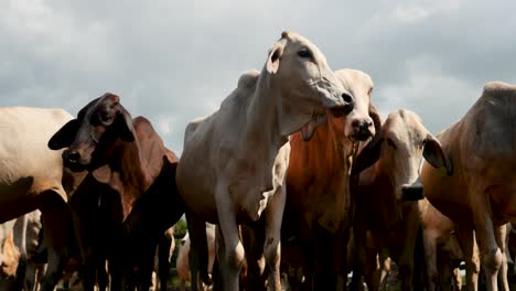 group of cows staring at the camera aggressively-4k