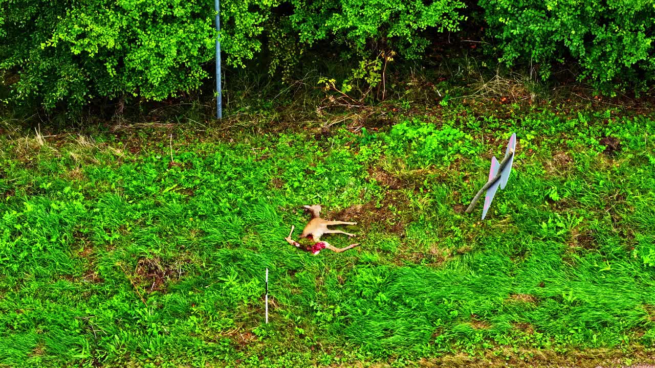 Roadkill hit and run deer on a green meadow near forest edge under soft natural light, aerial